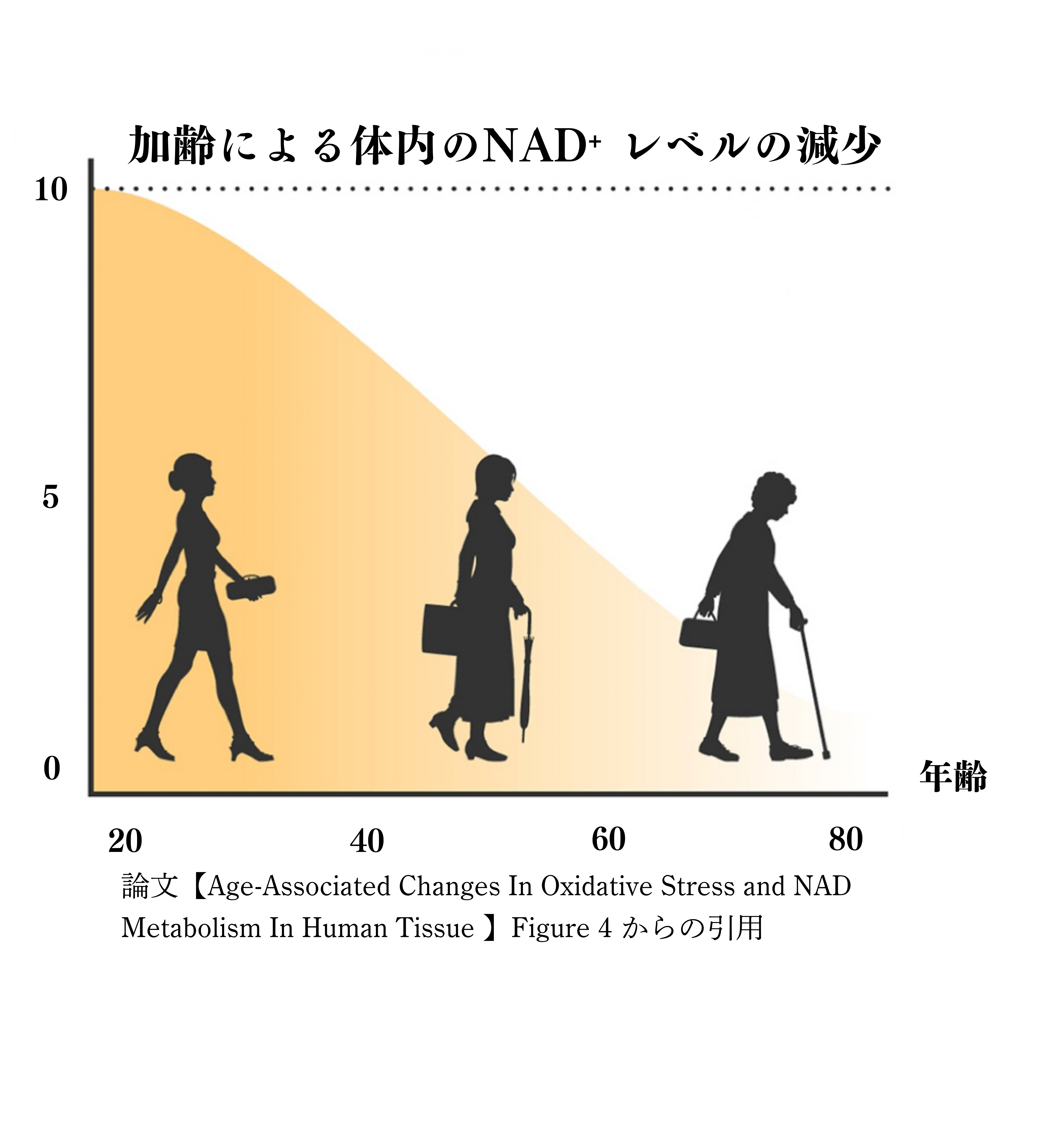 NAD+濃度グラフ