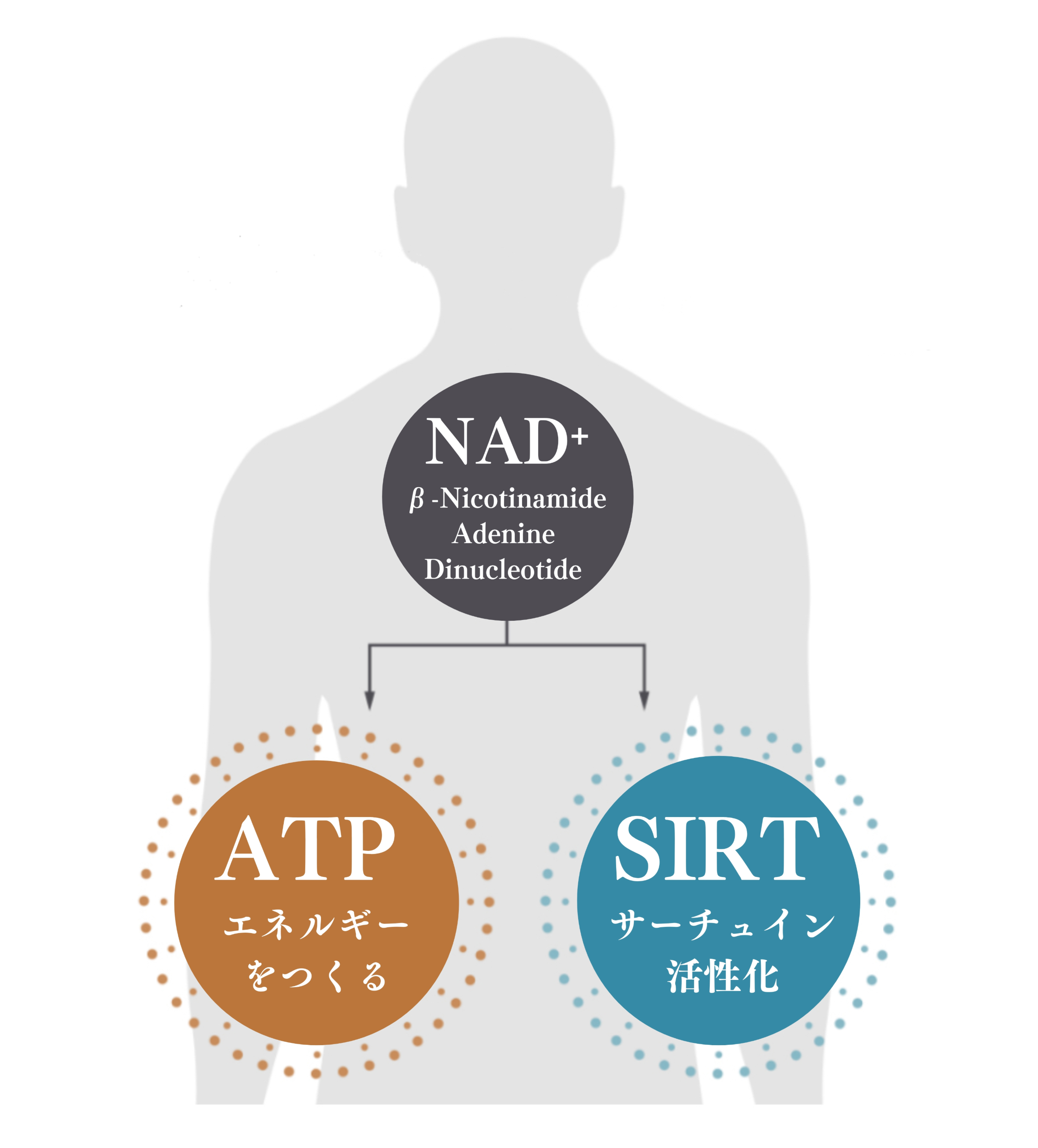 NAD⁺点滴療法