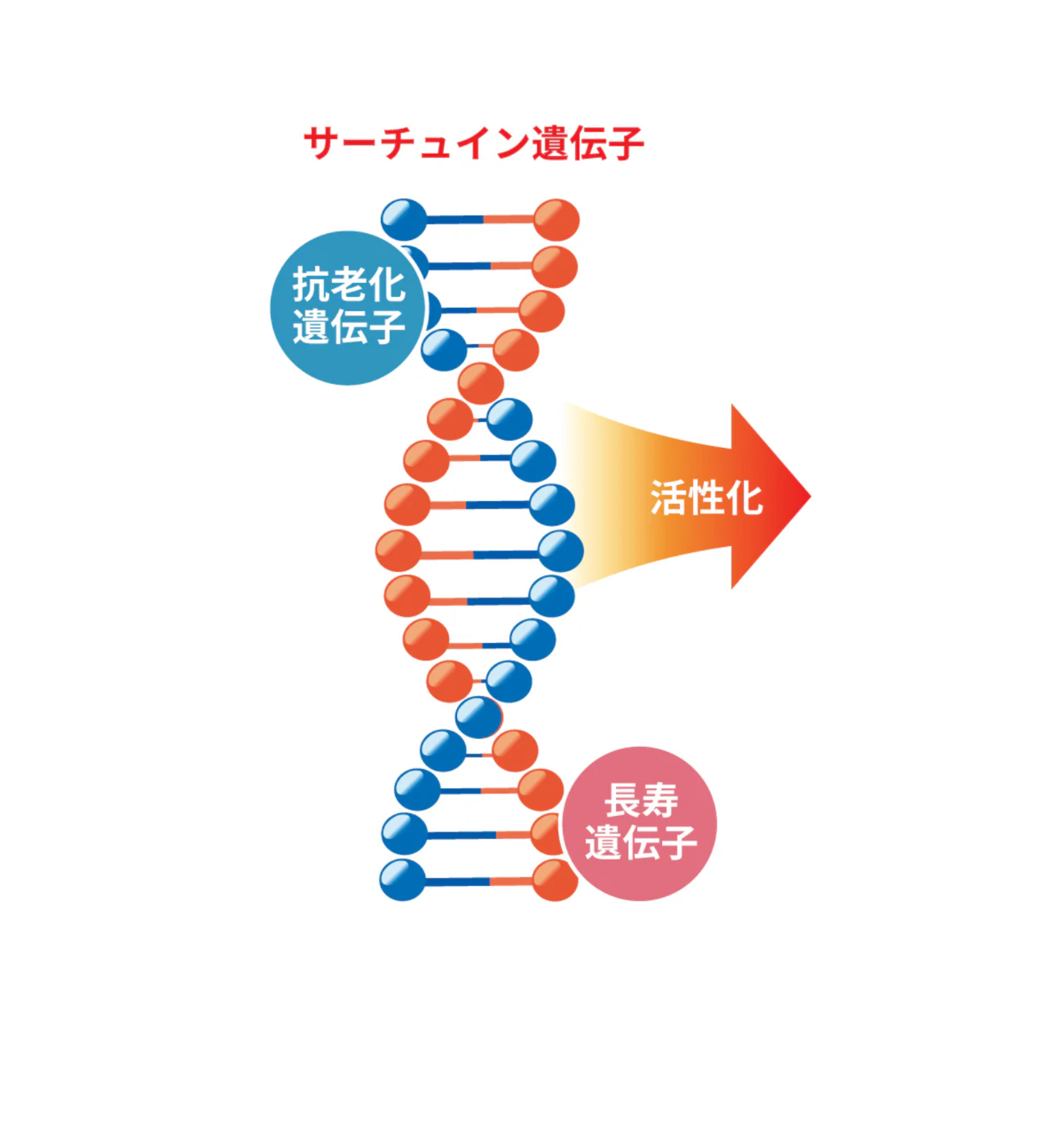 NAD+濃度グラフ