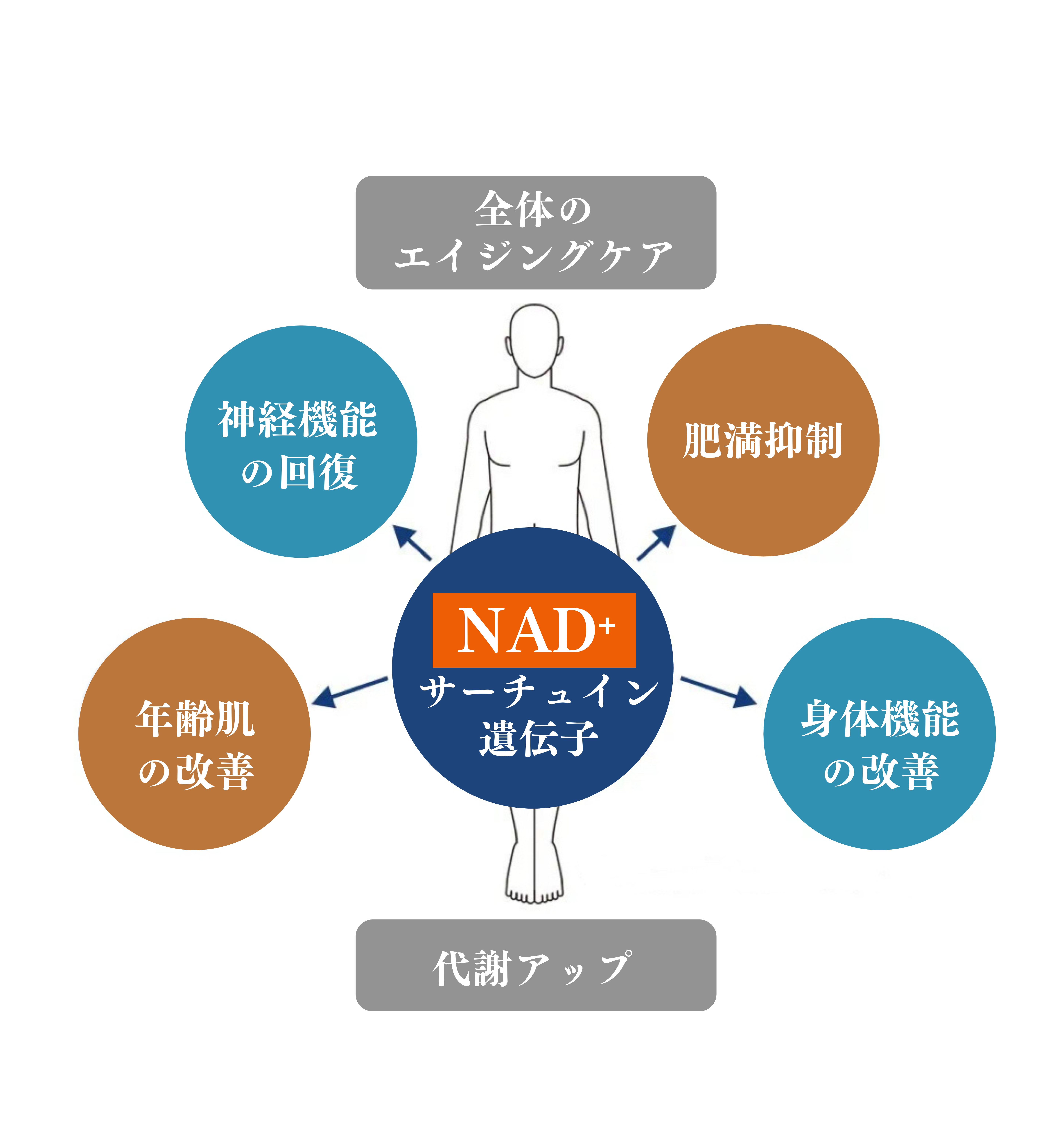 NAD+ 機能図